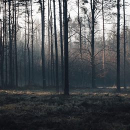 Photo Forest landscape