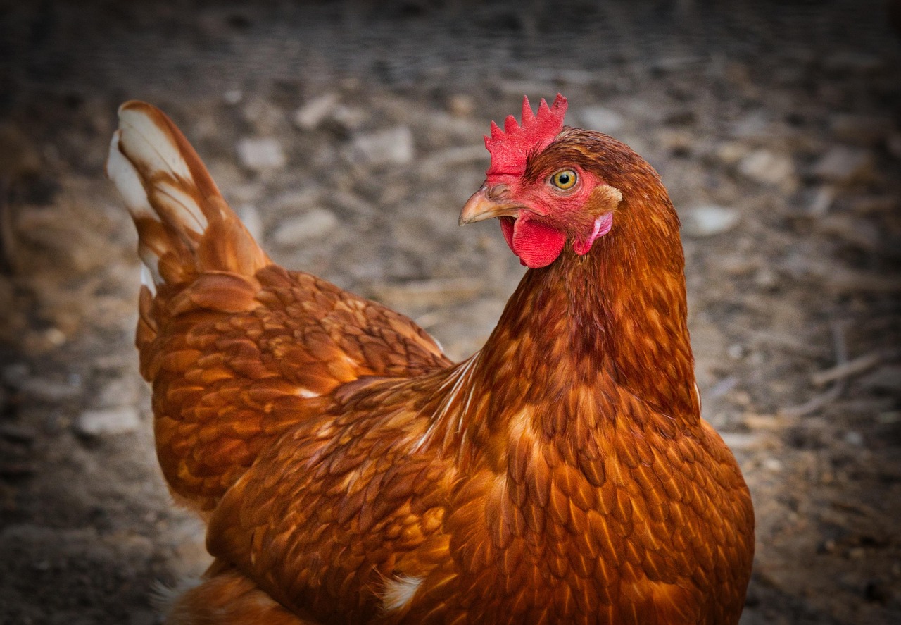 Slimme robotarm verzorgt boerderijplanten thuis.