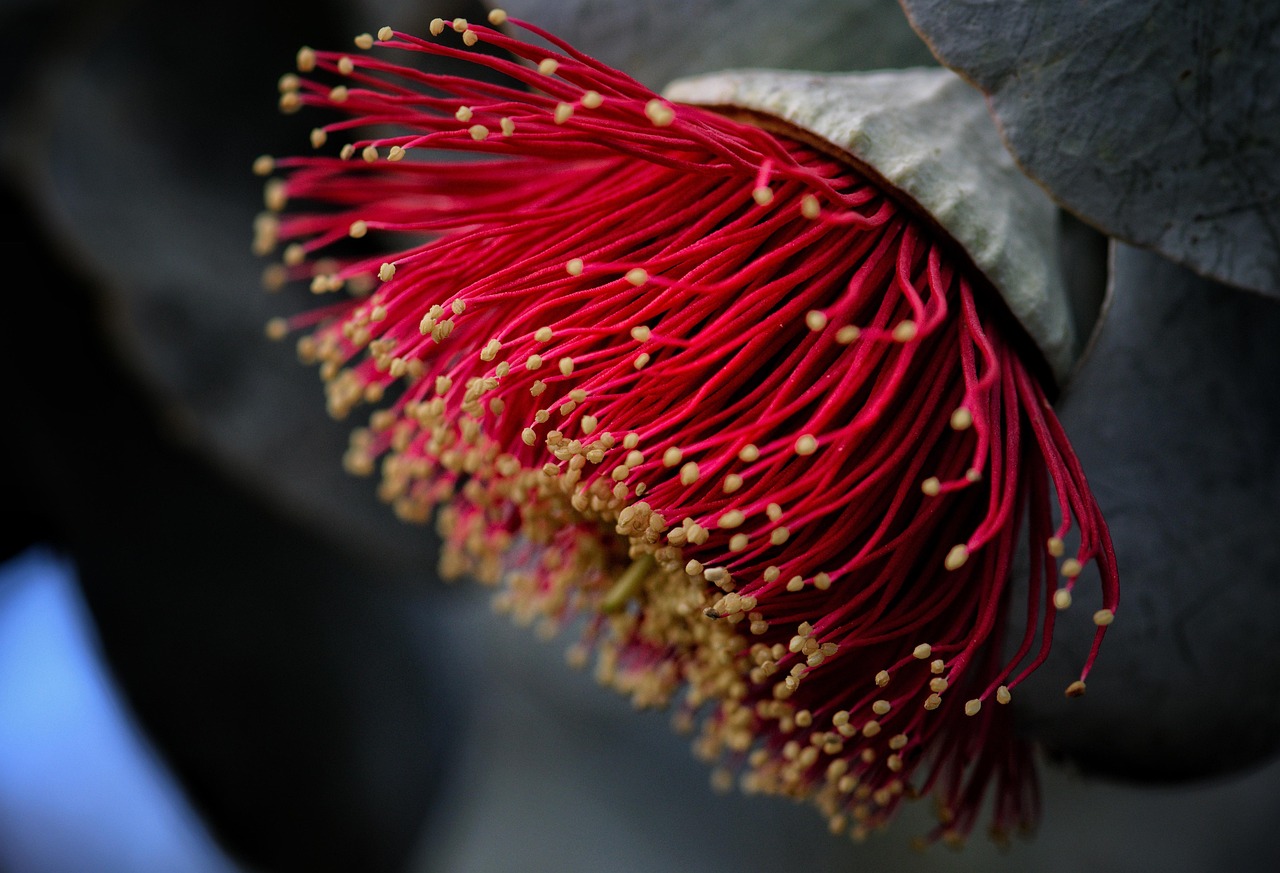 Tweekleurige vlinder op inheemse bloem. Tweekleurige vlinder op inheemse bloem.