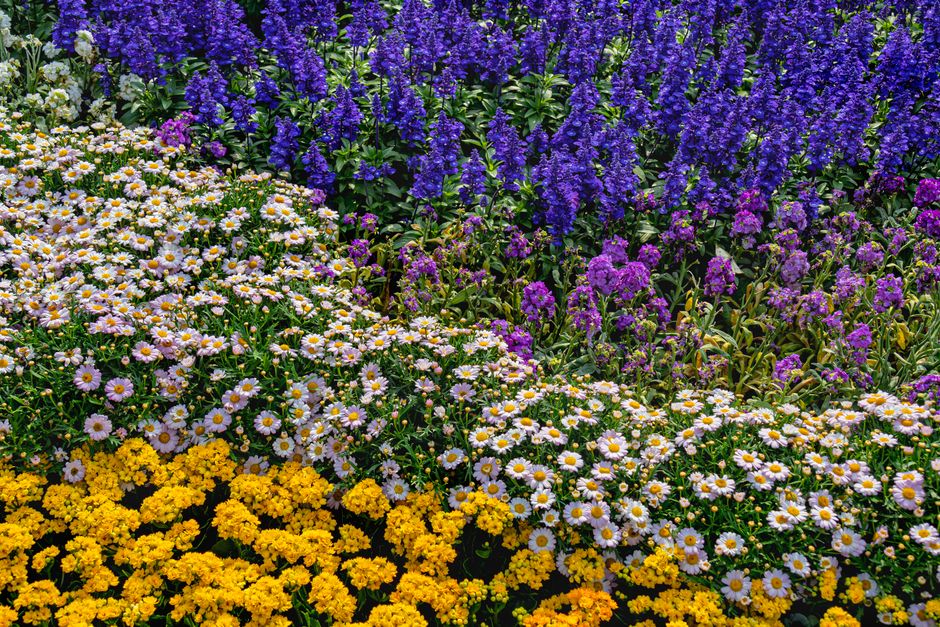 Rozen met bloemrijke geur in volle bloei. Rozen met bloemrijke geur in volle bloei.