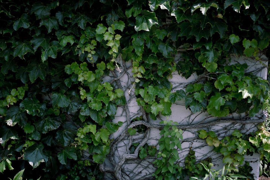 Romantische tuinwand met weelderige klimopbedekking. Romantische tuinwand met weelderige klimopbedekking.