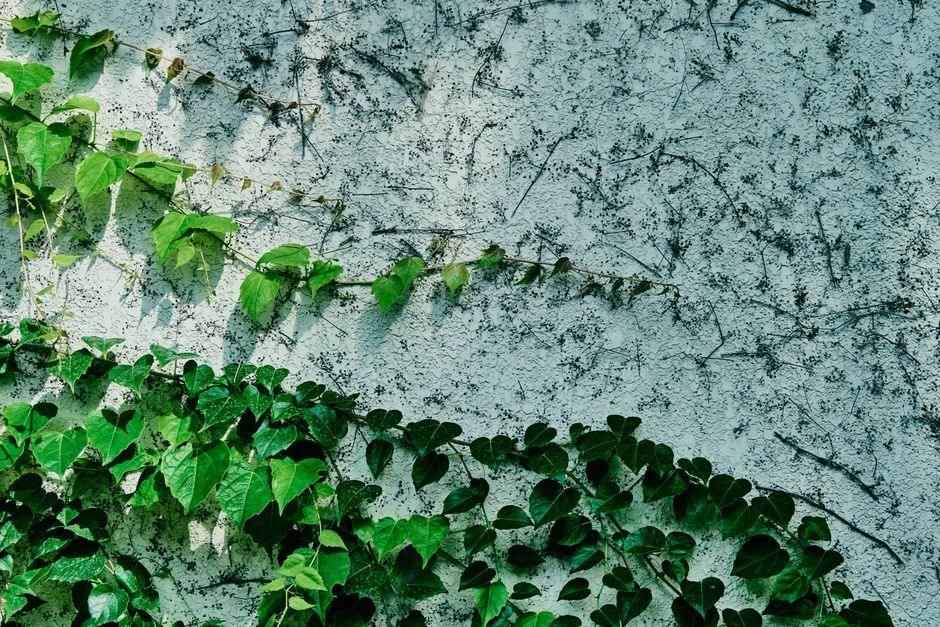 Groene bladeren creëren intieme tuinambiance. Groene bladeren creëren intieme tuinambiance.