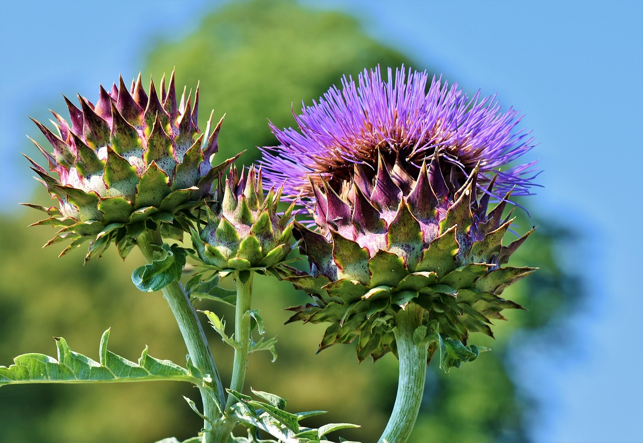 Verse eetbare bloemen toevoegen smaak aan gerechten. Verse eetbare bloemen toevoegen smaak aan gerechten.
