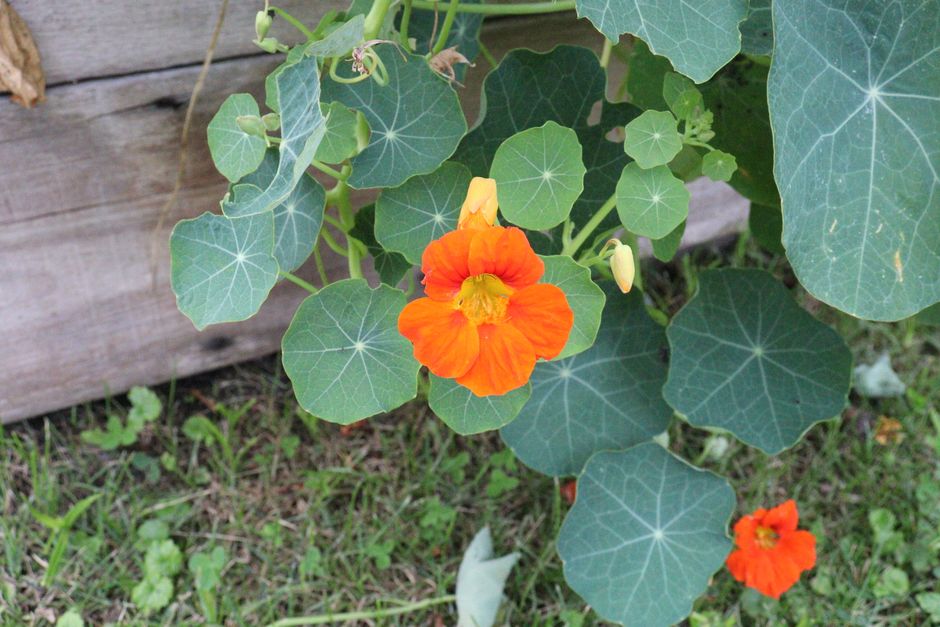 Verschillende eetbare bloemen met levendige kleuren. Verschillende eetbare bloemen met levendige kleuren.