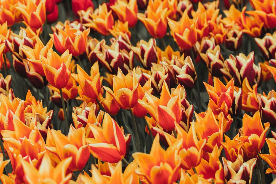 Vogelvilla's tussen kleurrijke bloeiende bloemen. Vogelvilla's tussen kleurrijke bloeiende bloemen.