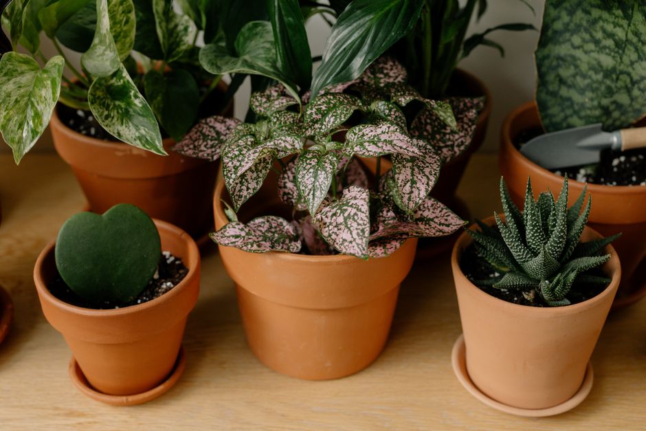 Groene vetplant in decoratieve pot op vensterbank. Groene vetplant in decoratieve pot op vensterbank.