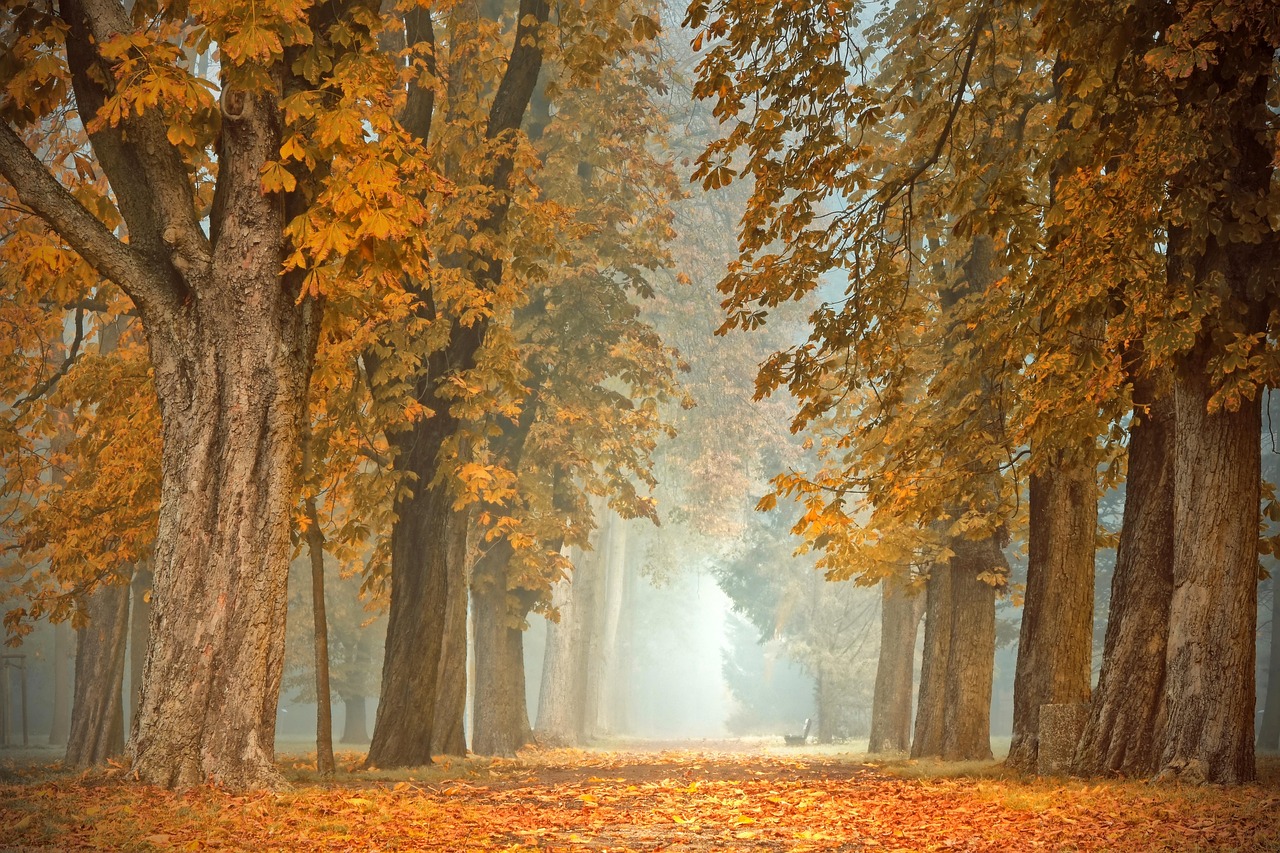 Sierlijke herfstbladeren bij tafelplateau. Sierlijke herfstbladeren bij tafelplateau.